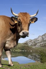 Asturian and Cow Lake Covadonga in Asturias Spain