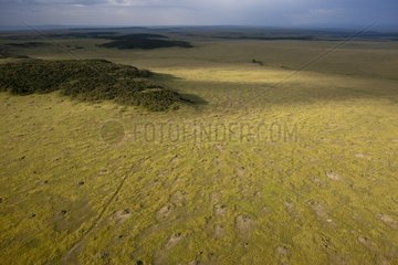 Aerial view of the Savannah Masai Mara Reserve Kenya