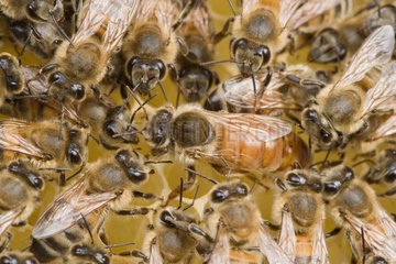 Bienenkönigin  die in der Mitte der Arbeiter Frankreich liegt