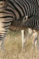 Kleiner Zebra -Saug -Nationalpark von Etosha