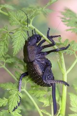 Grasshoper suspended on a stem Bulgaria