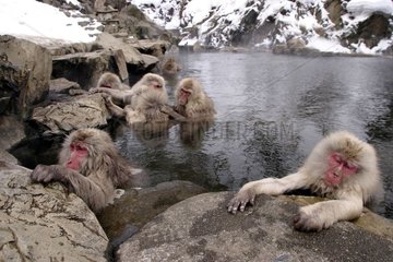 Japanese Macaques bathing in a hot source
