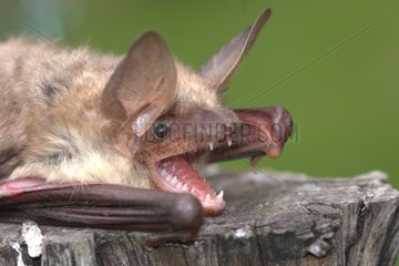 Portrait of a Mouse-eared bat on the defensive
