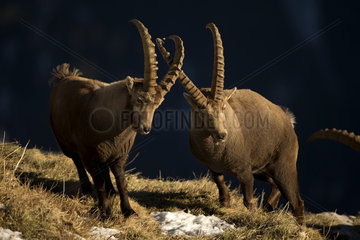Alpine ibex (Capra ibex) males fighting  Valais Alps  Switzerland.