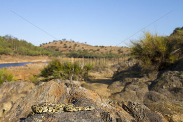 Horseshoe Whip Snake (Hemorrhois hippocrepis) on rock  Tinto river  Huelva  Spain