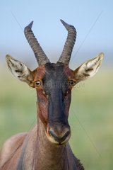 Kenya  Masai-Mara game reserve  topi (Damaliscus korrigum)