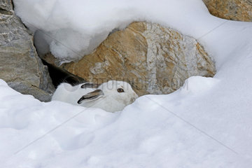 Mountain Hare ( Lepus timidus ) in white coat early winter in the snow  Alps   Switzerland.