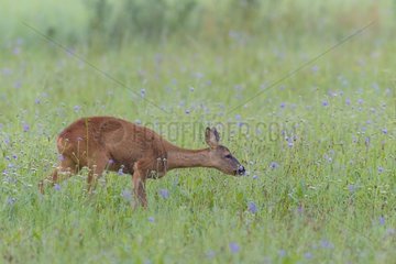 Western Roe Deer (Capreolus capreolus) in Meadow  Hesse  Germany  Europe