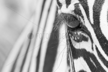 Portrait of Zebra (Equus sp) with stripes in the background Namibia