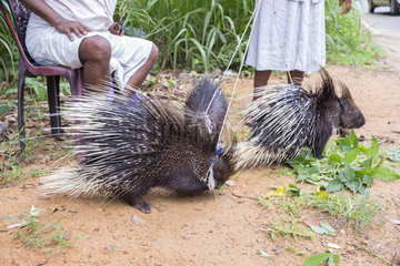 Captive Indian crested porcupine or Indian porcupine (Hystrix indica) roadside show for passing tourists  near Sigiriya  Sri Lanka