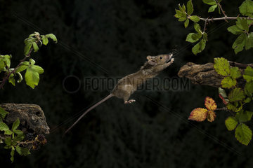 Wood mouse (Apodemus sylvaticus) jumping from branch to branch at night  Spain