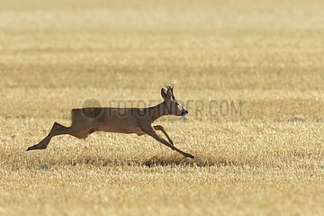Western Roe Deer (Capreolus capreolus) on Stubblefield  Roebuck  Hesse  Germany  Europe