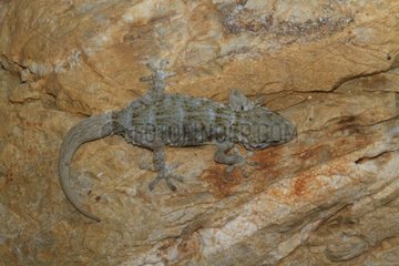 Crocodile Gecko (Tarentola mauritanica) on rock