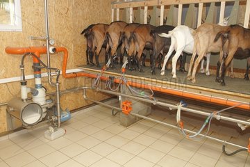 Milking the goat of Saint-Nicolas-de-Bliquetuit  Normandy  France
