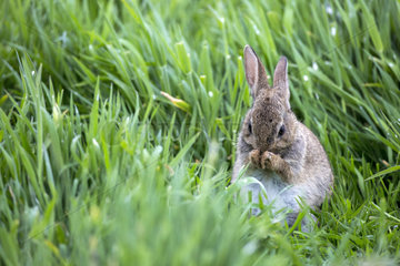 Young European rabbit (Oryctolagus cuniculus) in grass  Farne Islands (England)