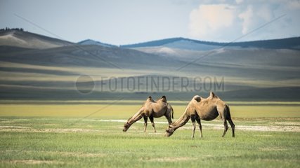 Bactrian camels (Camelus bactrianus) - Province of Khoevsgoel - Mongolia
