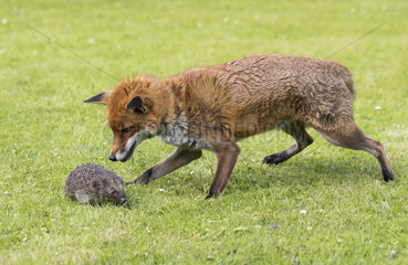 Red fox (Vulpes vulpes and Hedgehogs  (Erinaceus europaeus)  fox looking at a hedgehog  England  Summer