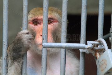 Macaque in captivity. Zoo Yerevan  Armenia