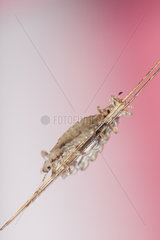 Head lice ( Pediculus humanus capitis ) clinging to the hair.
