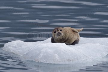 Harbor Seal (Phoca vitulina) on the floating ice  Valdez  Alaska