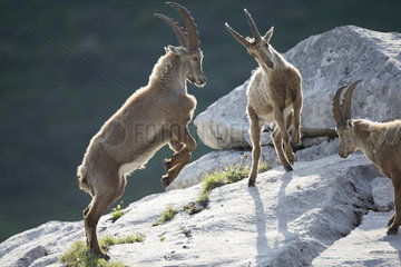 Young Ibex ( Capra ibex) male playing fighting between males  Alps   Switzerland.