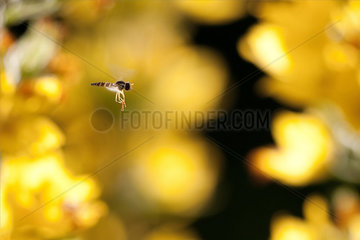 Hoverfly (Syrphus sp) flying in flowers  Grand Est  France