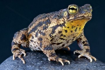 Warty toad (Bufo granulosa) on black background