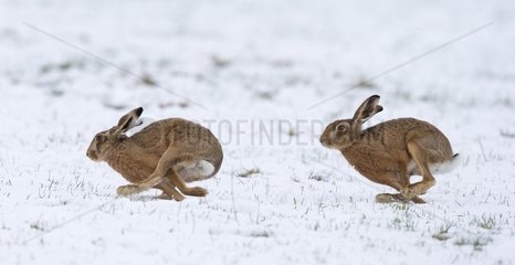 Brown hare (Lepus Europaeus) Hare chassing each other in the snow  England  Winter
