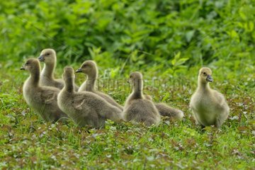 Young Canada Geese (Branta canadensis) in grass   Ardennes   Belgium