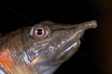 Portrait of Malayan softshell turtle (Dogania subplana). Borneo. Malaysia. kubah national park. sarawak.