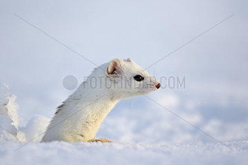 Portrait of Ermine ( Mustela erminea ) in white coat of winter on snow  Prealps.