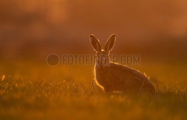 Brown hare (Lepus europaeus) Hare sitting in a meadow at sunset  England  Spring