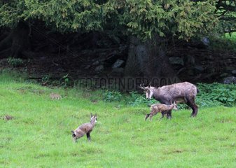 Young twins Chamois  Merlet Animal Park   Alps  France . Young chamois (Rupicapra rupicapra ) in the rain in June. A few days after birth   young animals are already very agile and autonomous. Mothers may leave them alone to go eat and come back regularly