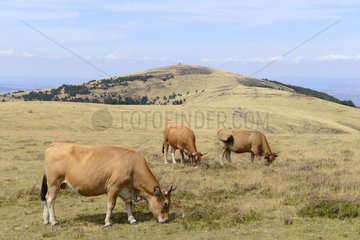 Aubrac Cows grazing  Mont Aigoual  Cevennes National Park  France