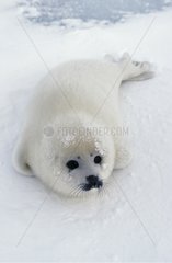 One week old pup Harp Seal Magdalen Islands