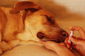 Kranker Bastardhund  der von der Homöopathie behandelt wird