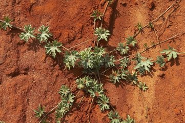 Plant crawling on laterite East Tsavo Kenya