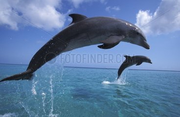 Bottlenose dolphin jumping Honduras
