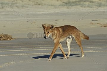 Dingo spazieren auf dem Trail Queensland Australia