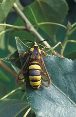 Hornet moth posed on a sheet in June France