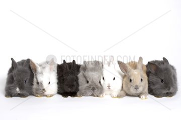 Dwarf rabbits in studio