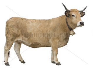 Aubrac cow with a bell on a white background