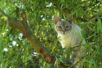Siamese cat Blue tabby on a branch of tree France