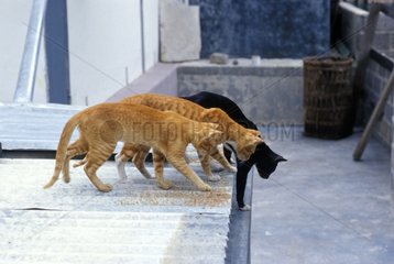 Katzen  die sich darauf vorbereiten  auf eine Terrasse Burma zu springen