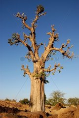 Baobab taillé pour ses feuilles Parc National du W NIGER