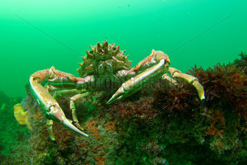 Spider crab (Maja brachydactyla) on rocky bottom around the island of Oléron  Atlantic Ocean  France