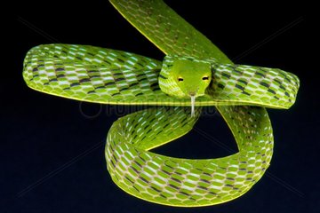 The highly arboreal vine snake (Ahaetulla prasina) is a diurnal sight hunter found in Indonesia.
