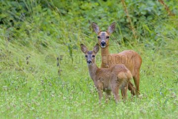 Western Roe Deer (Capreolus capreolus) in Meadow  Doe with Fawn  Hesse  Germany  Europe