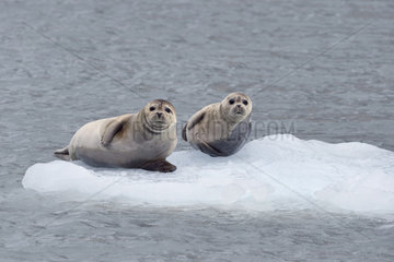 Harbor Seals (Phoca vitulina) on the floating ice  Valdez  Alaska