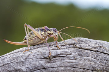 Grasshopper (Platycleis) male  Teruel (Spain)